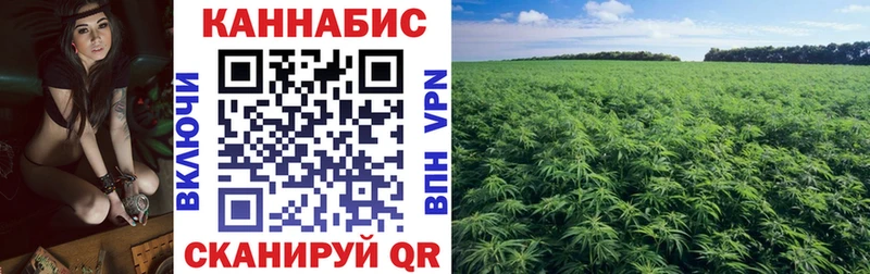 где купить   Выборг  Каннабис SATIVA & INDICA 